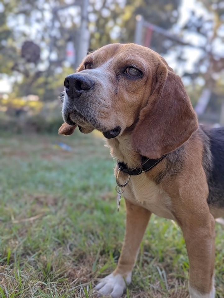 Joker, a Adoptable Beagle in Tomball, TX image 3/6