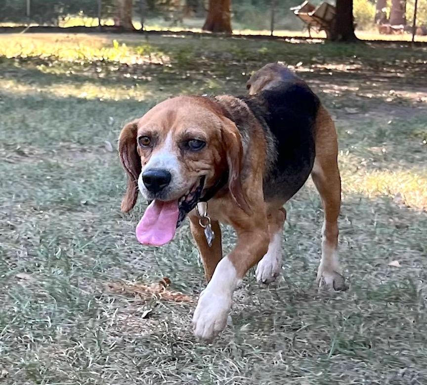 Joker, a Adoptable Beagle in Tomball, TX image 4/6
