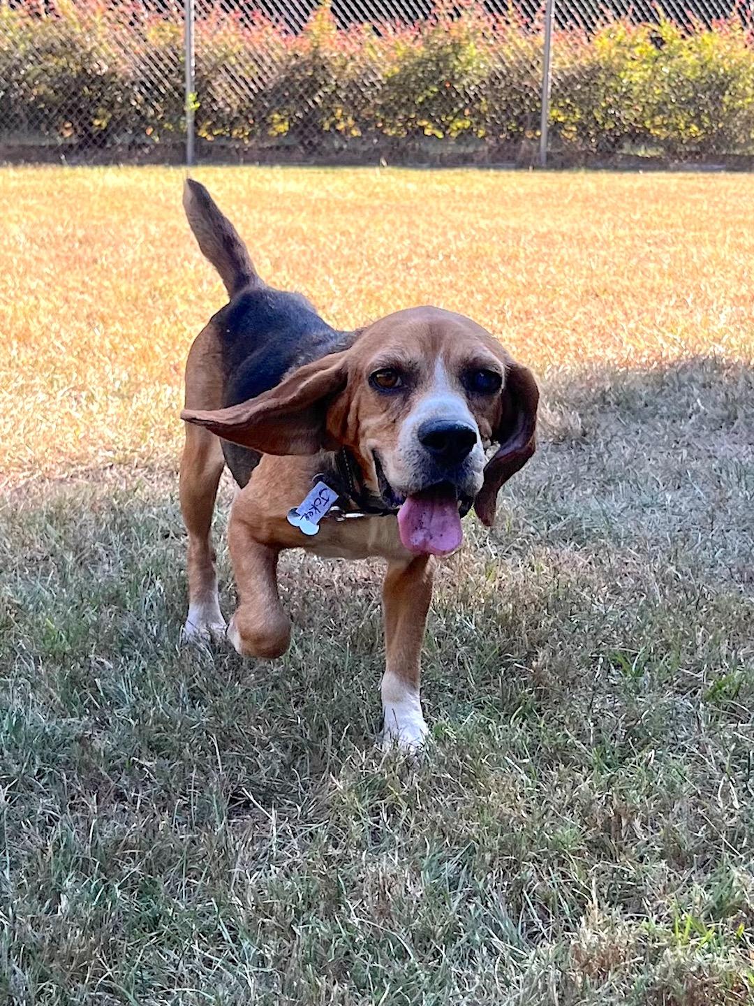 Joker, a Adoptable Beagle in Tomball, TX image 5/6