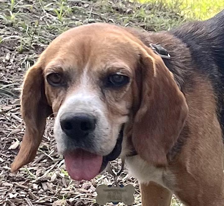 Joker, Adoptable, Adult Male Beagle.
