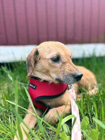 Angel, a ADOPTABLE mixed breed in Bedford Hills, NY image 3/4