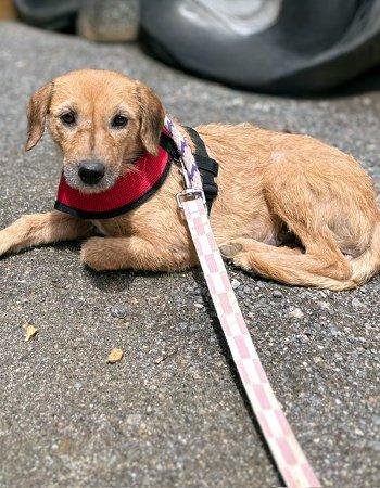 Angel, ADOPTABLE, Young Female Beagle & Terrier.