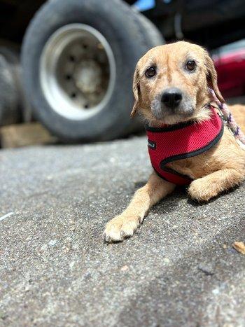 Angel, a ADOPTABLE mixed breed in Bedford Hills, NY image 4/4