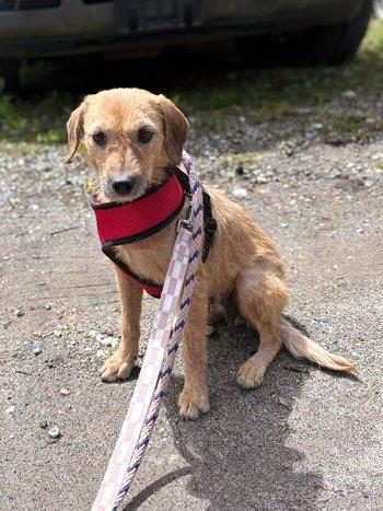 Angel, a ADOPTABLE mixed breed in Bedford Hills, NY image 2/4