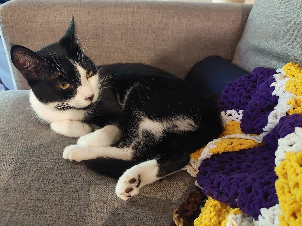 Flora, a Adoptable Domestic Short Hair in Bellingham, WA image 1/5