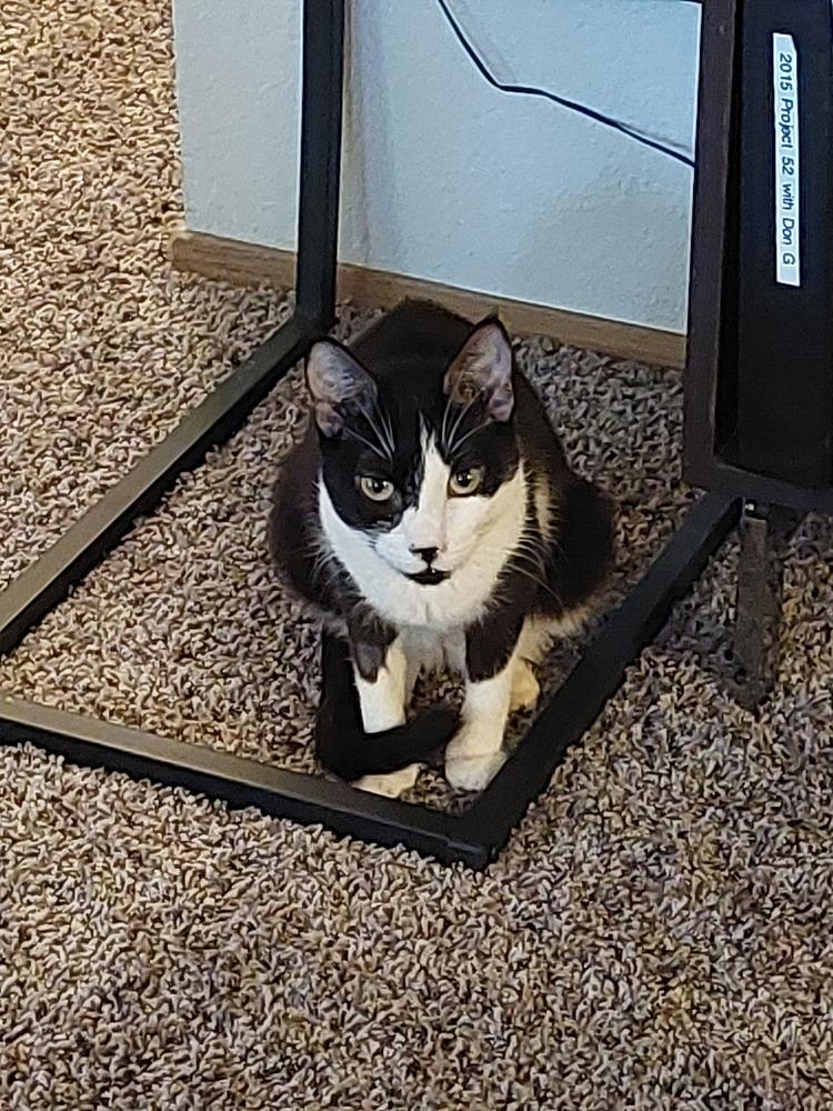 Flora, a Adoptable Domestic Short Hair in Bellingham, WA image 2/5