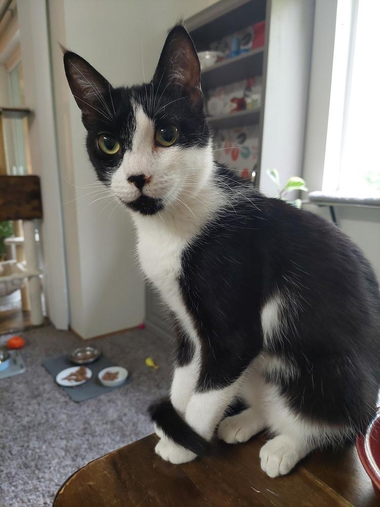 Flora, a Adoptable Domestic Short Hair in Bellingham, WA image 3/5