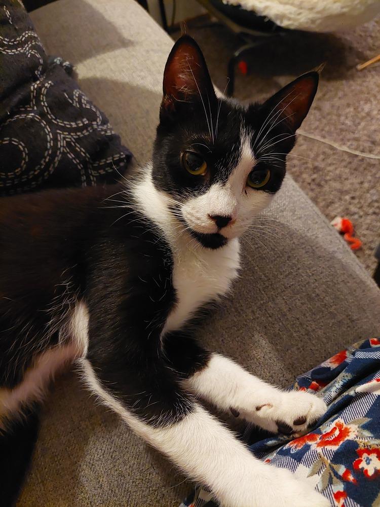 Flora, a Adoptable Domestic Short Hair in Bellingham, WA image 4/5