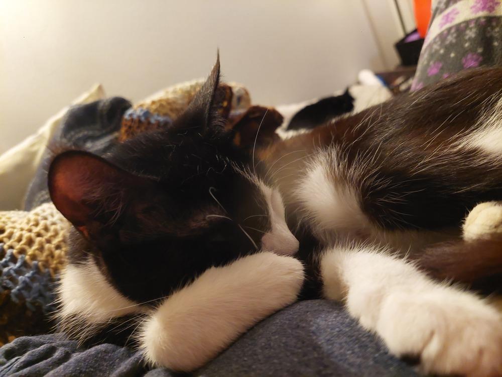 Flora, a Adoptable Domestic Short Hair in Bellingham, WA image 5/5