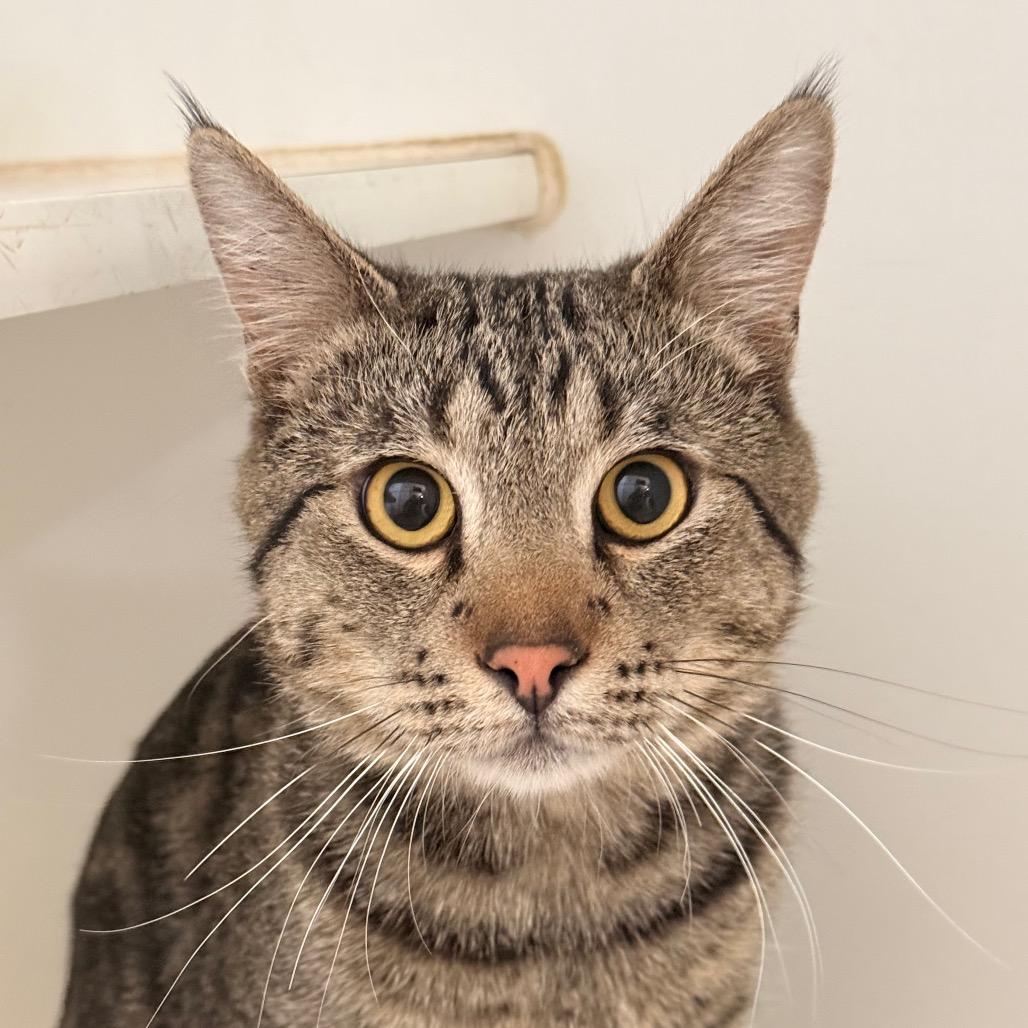 Beanz, ADOPTABLE, Young Male Domestic Short Hair.