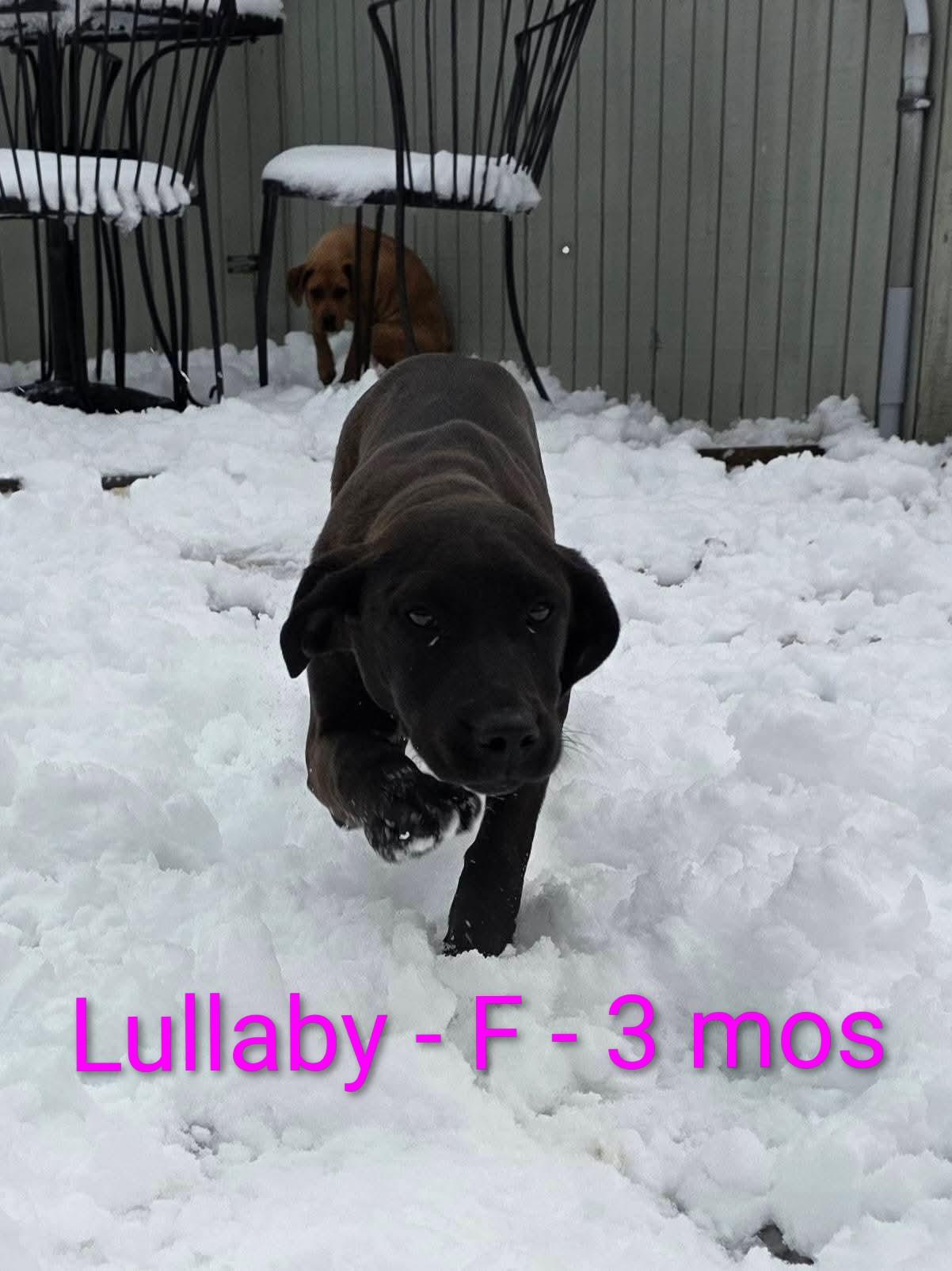 Lullaby, ADOPTABLE, Puppy Female Black Labrador Retriever.