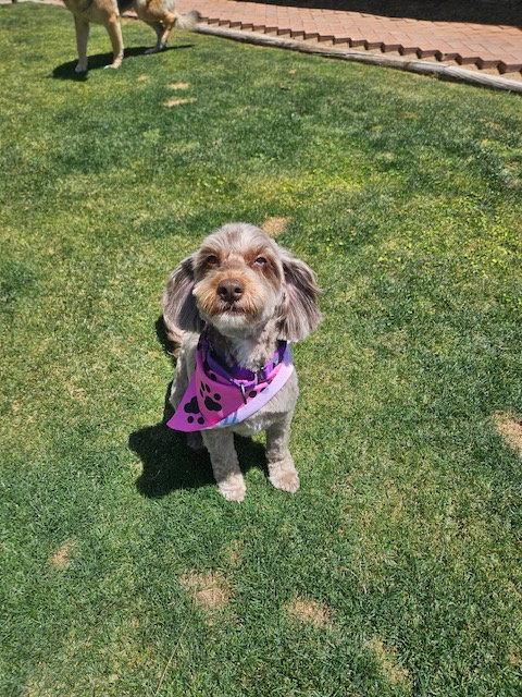 Enlarge Mocha, a Adoptable mixed breed in Glendale, AZ image 1/3