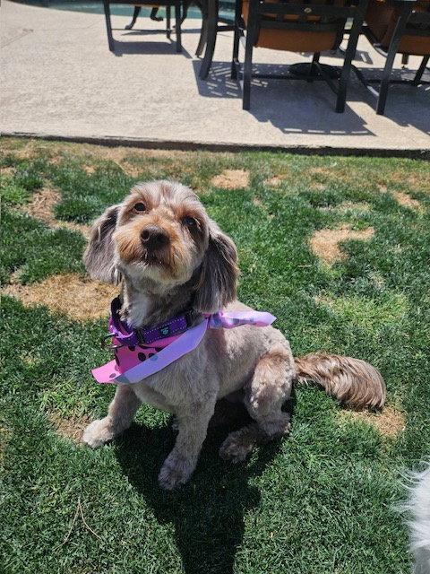 Enlarge Mocha, a Adoptable mixed breed in Glendale, AZ image 3/3