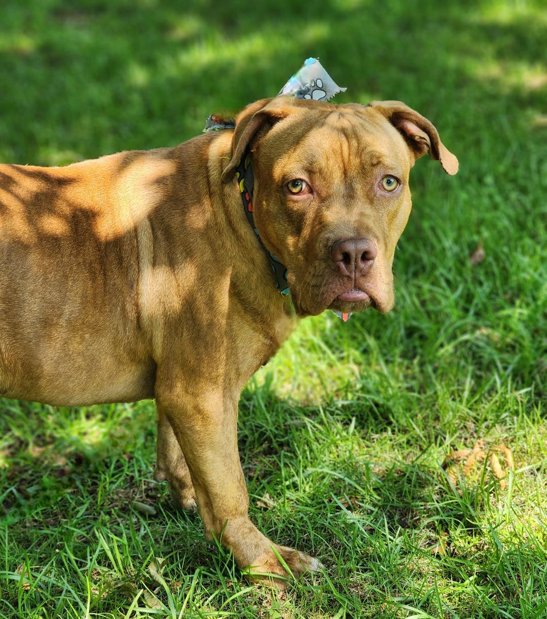 Dane, a Adoptable mixed breed in Phenix City, AL image 2/5