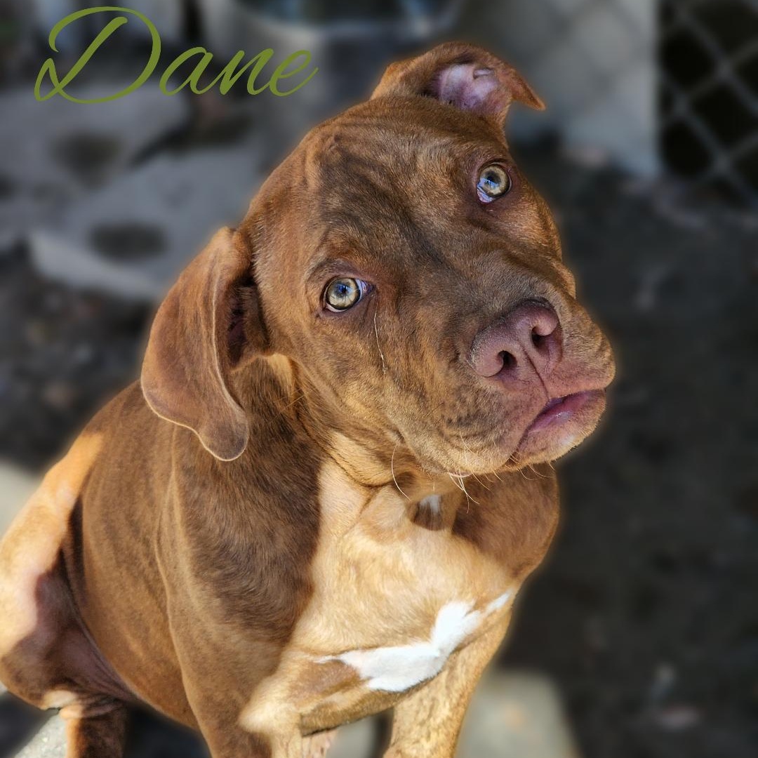 Dane, a Adoptable mixed breed in Phenix City, AL image 3/5