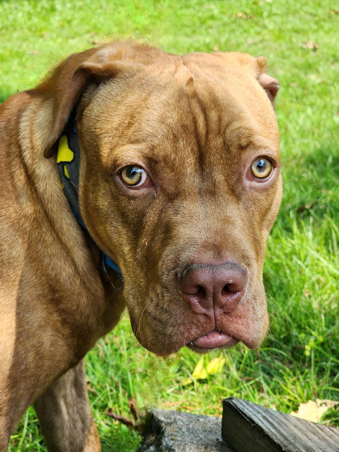 Dane, a Adoptable mixed breed in Phenix City, AL image 4/5