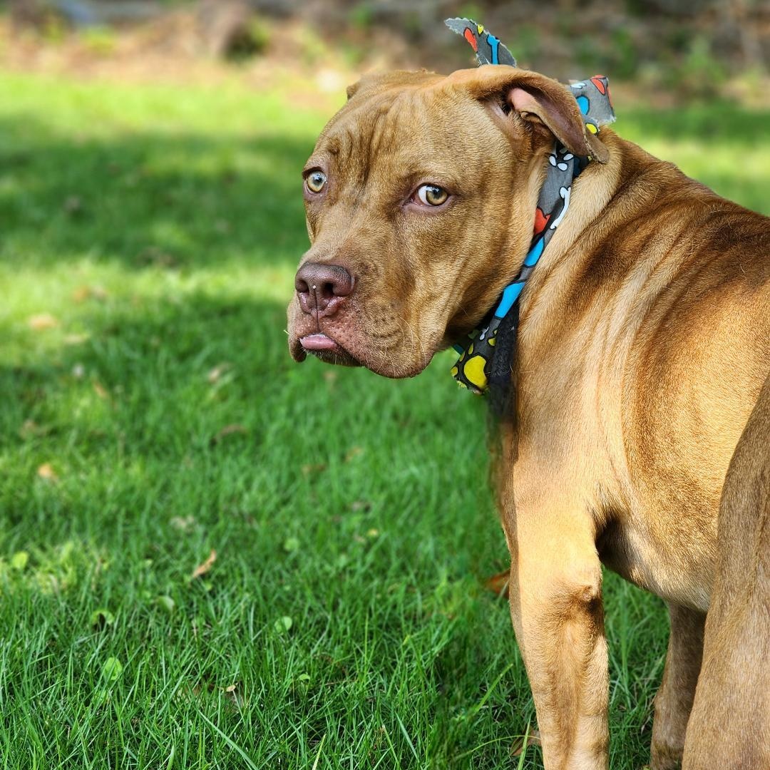 Dane, Adoptable, Young Male Pit Bull Terrier & Boxer.