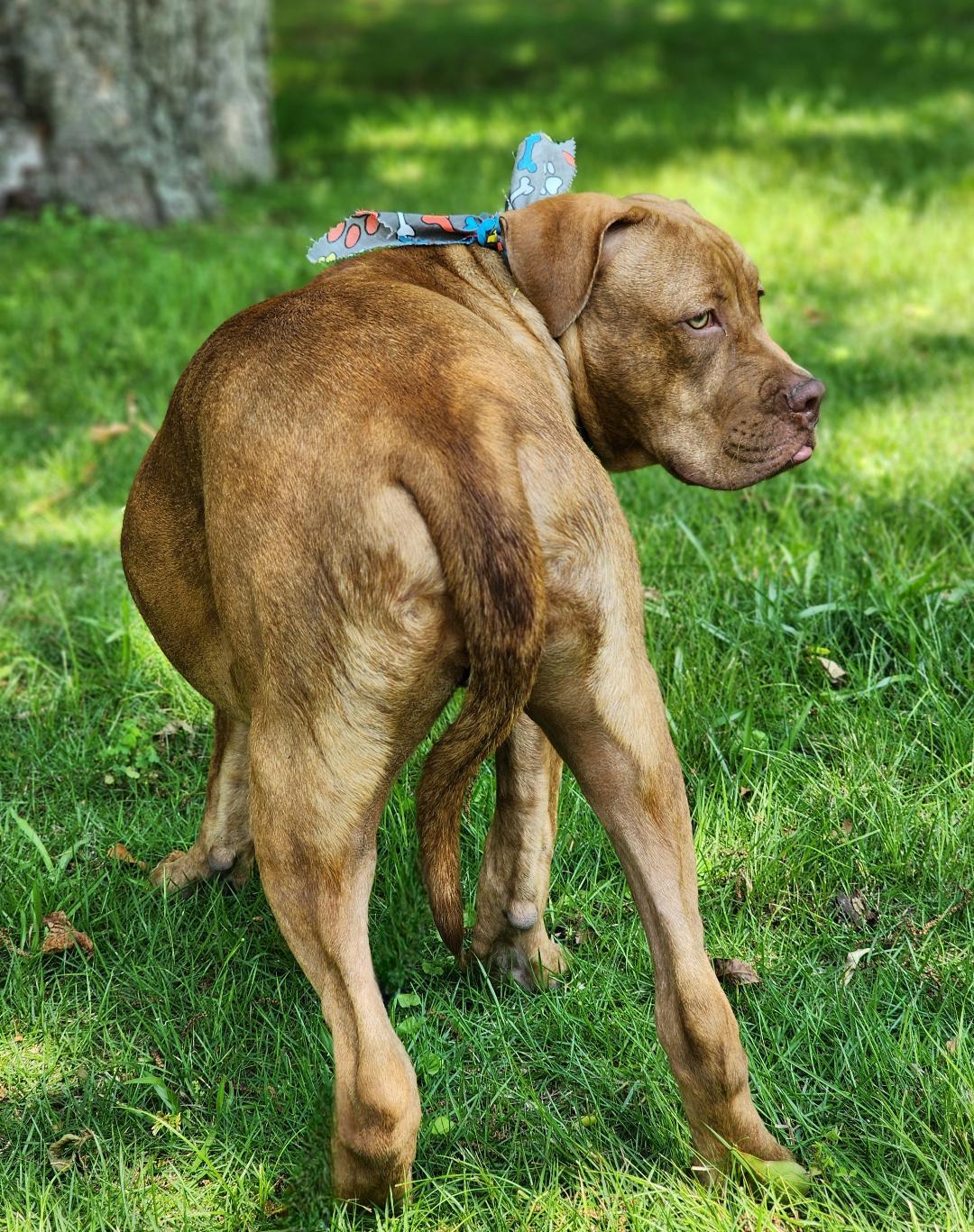 Dane, a Adoptable mixed breed in Phenix City, AL image 5/5
