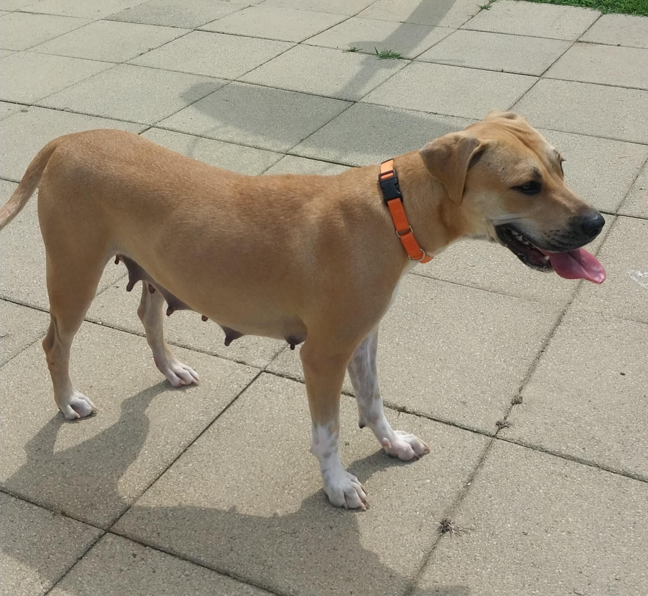 ELLA, a ADOPTABLE Mixed Breed in Louisville, OH image 4/5
