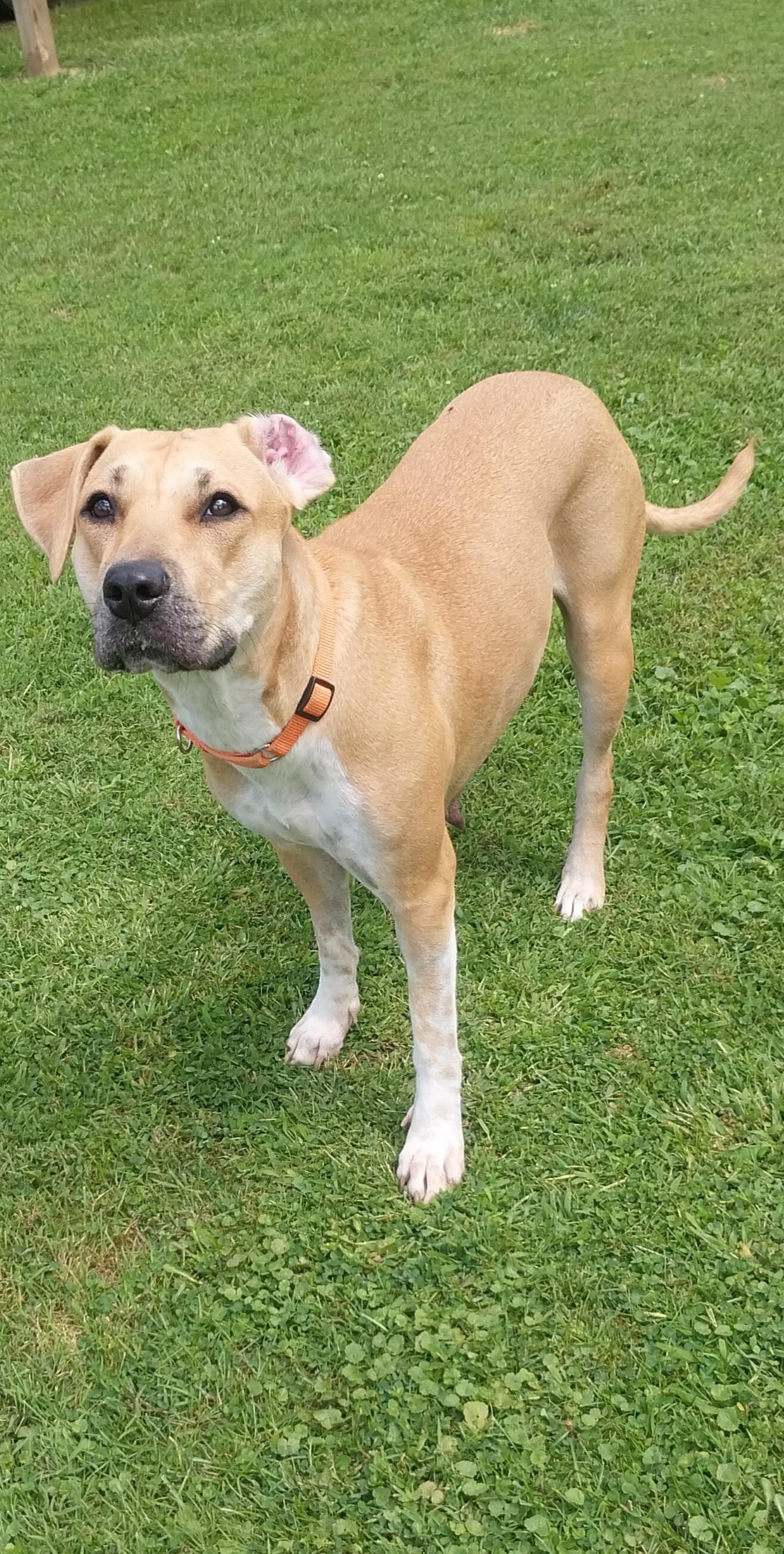 ELLA, a ADOPTABLE Mixed Breed in Louisville, OH image 2/5
