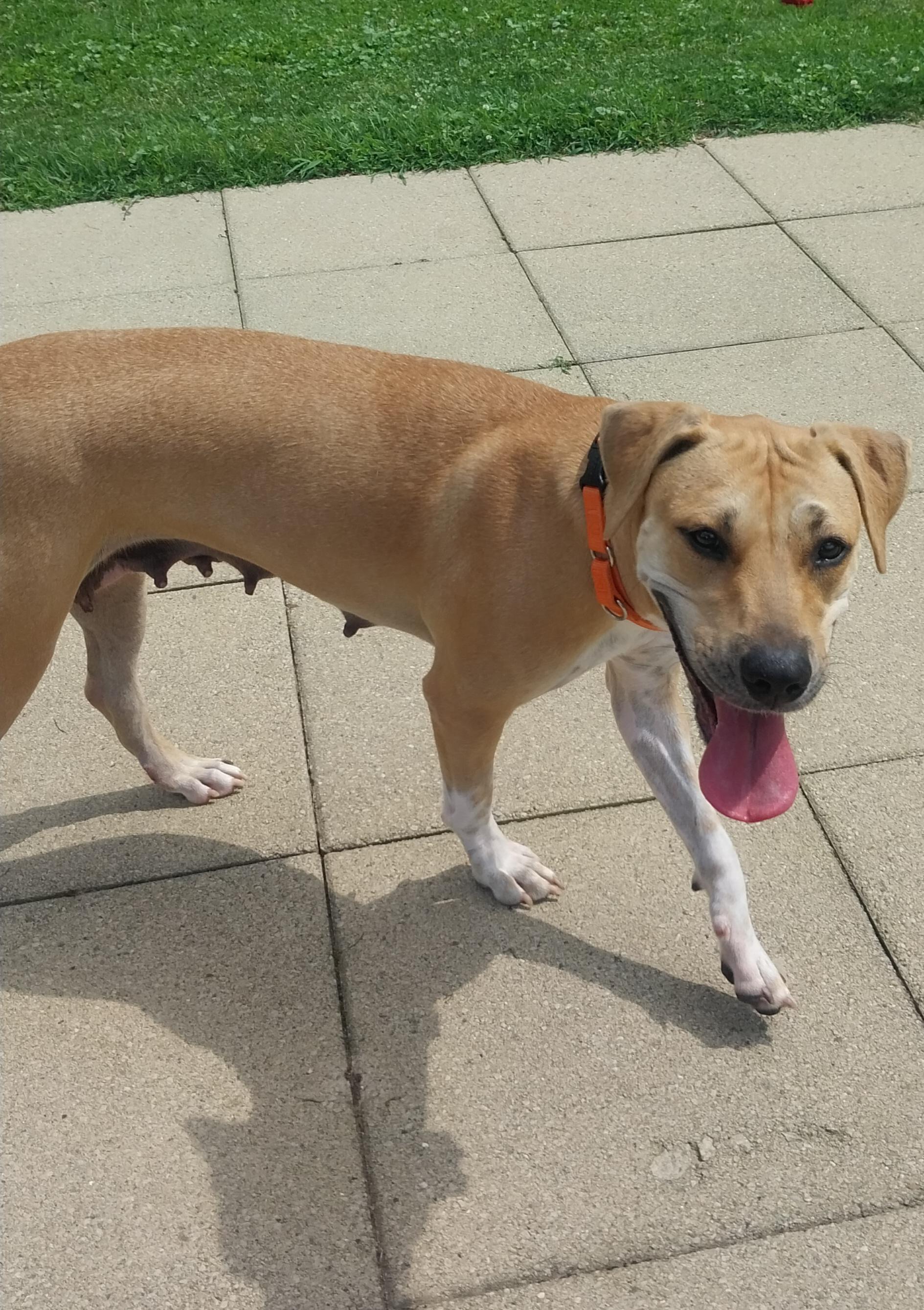 ELLA, a ADOPTABLE Mixed Breed in Louisville, OH image 5/5