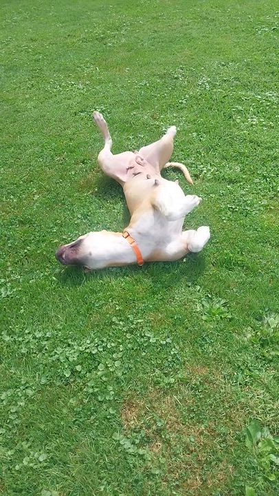 Enlarge ELLA, a ADOPTABLE Mixed Breed in Louisville, OH video 3/5