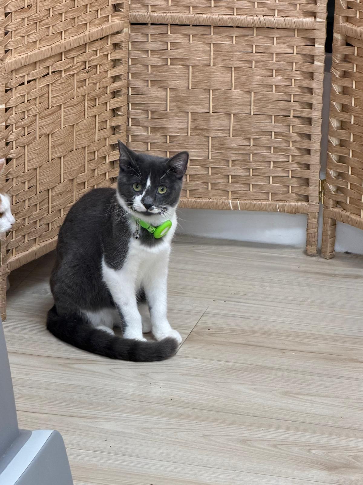 Escruffys, Adoptable, Young Male Tabby.