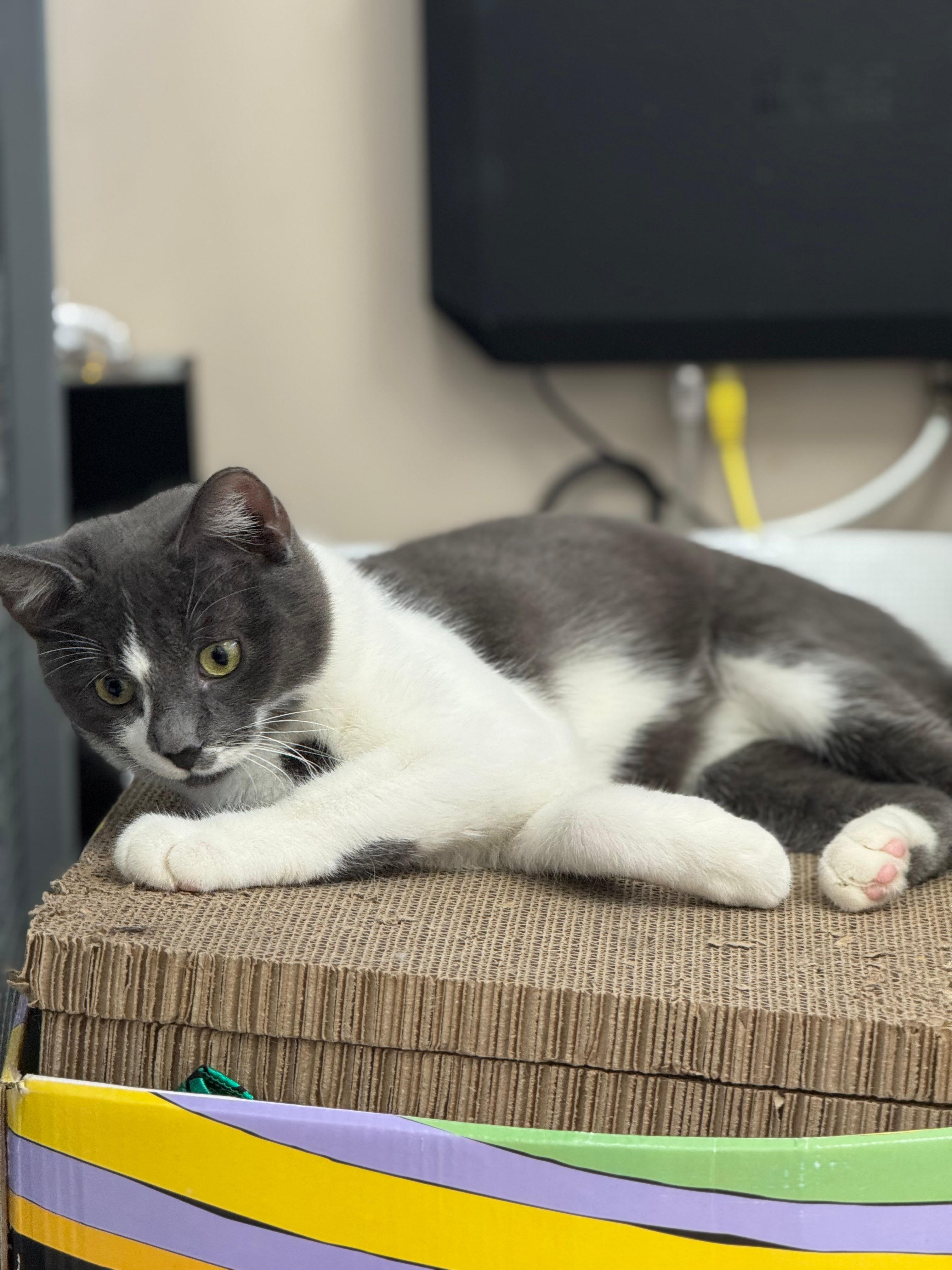 Escruffys, a Adoptable Tabby in Miami, FL image 3/5