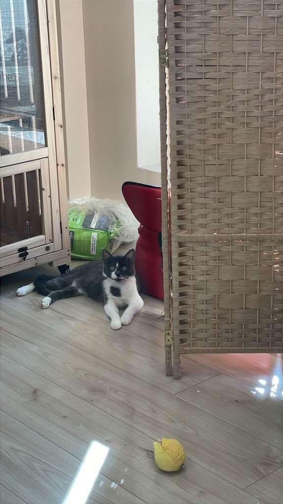 Escruffys, a Adoptable Tabby in Miami, FL image 2/5