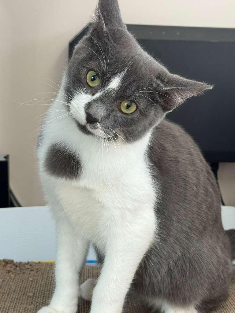 Escruffys, a Adoptable Tabby in Miami, FL image 4/5