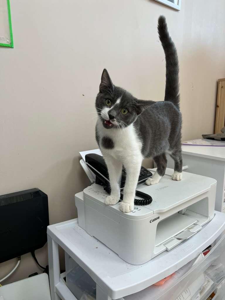 Escruffys, a Adoptable Tabby in Miami, FL image 5/5