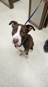 Enlarge Kobe, a ADOPTABLE mixed breed in Moline, IL image 1/1