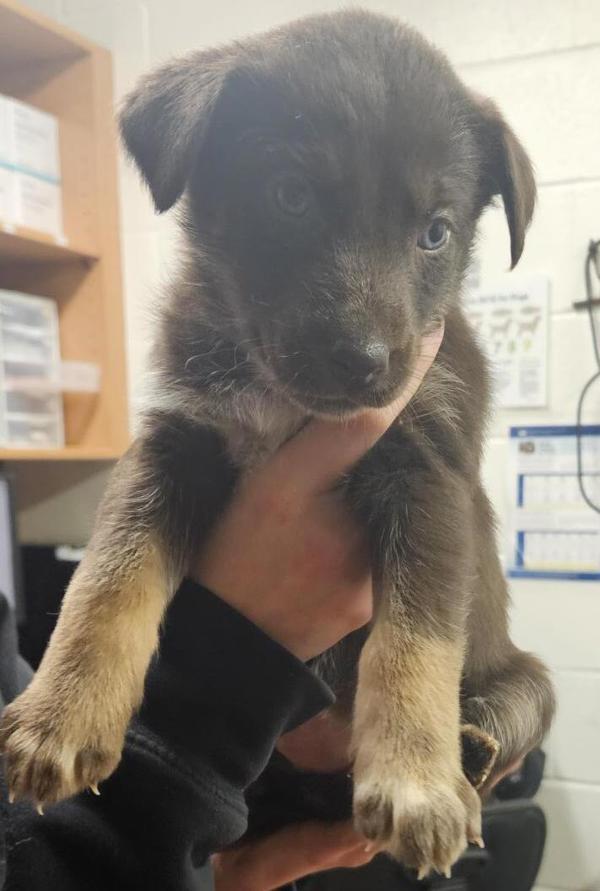 Bilby 45881, Adoptable, Puppy Male German Shepherd Dog & Labrador Retriever.