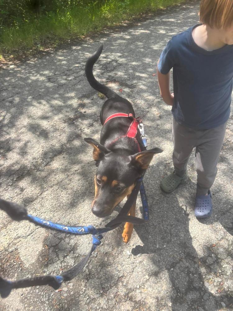 Enlarge Chili, a Adopted Mixed Breed in Lake Cowichan, BC image 6/6
