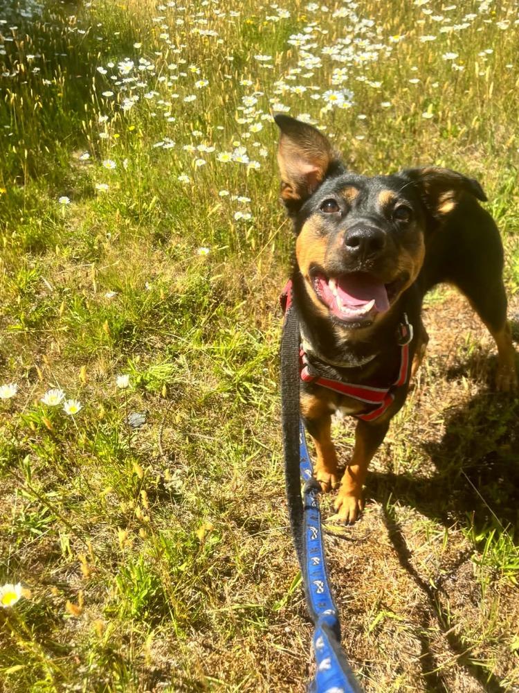 Chili, Adopted, Young Female Mixed Breed.