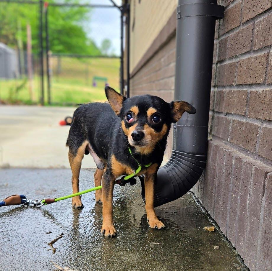 Mister, Adoptable, Senior Male Chihuahua.
