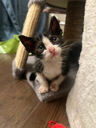 FLO FOSTER, a Adoptable Domestic Short Hair in Houston, TX image 1/3