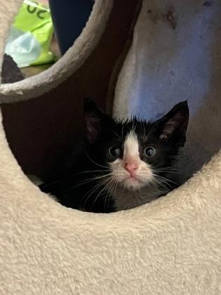 FLO FOSTER, a Adoptable Domestic Short Hair in Houston, TX image 2/3