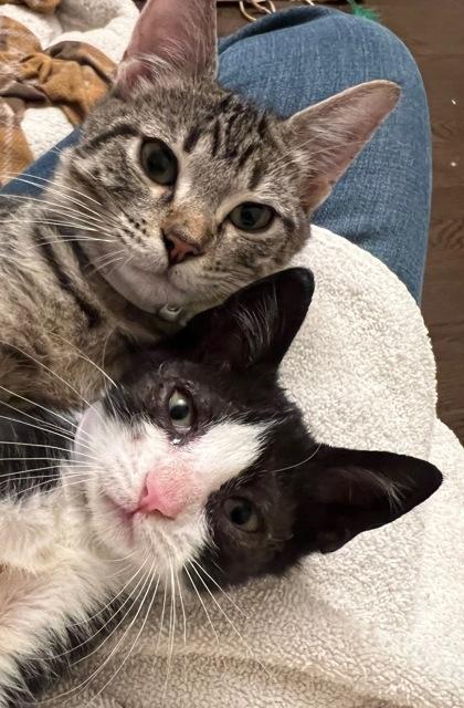 FLO FOSTER, a Adoptable Domestic Short Hair in Houston, TX image 3/3