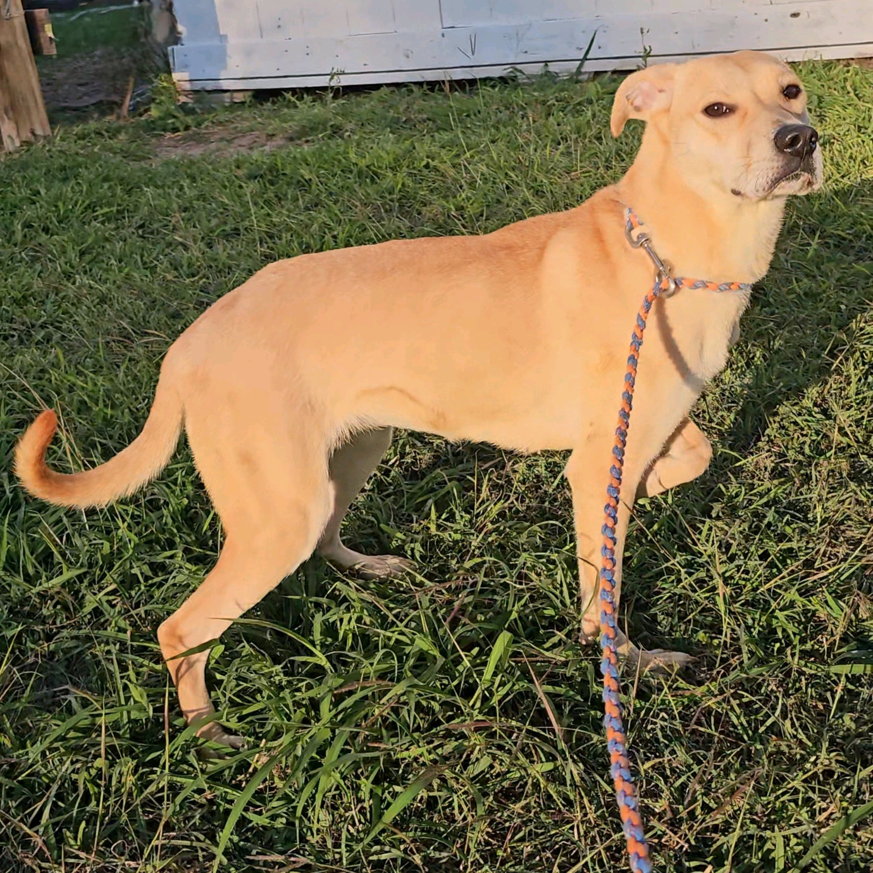 Baby Star, a Adoptable mixed breed in Toms River, NJ image 4/4