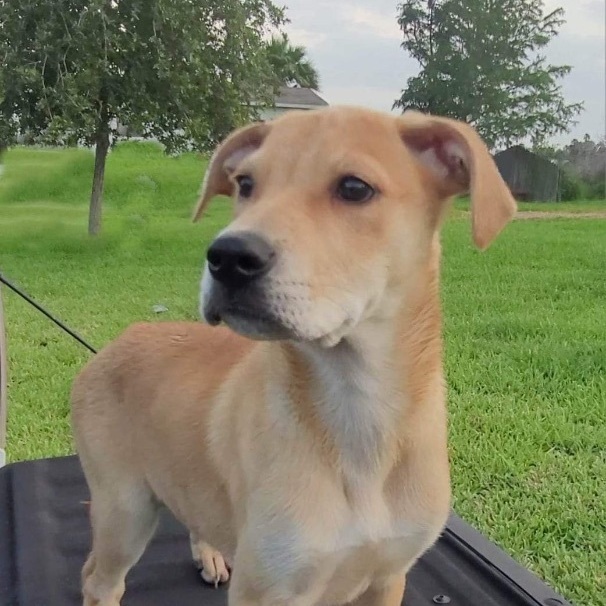Baby Star, a Adoptable mixed breed in Toms River, NJ image 2/4