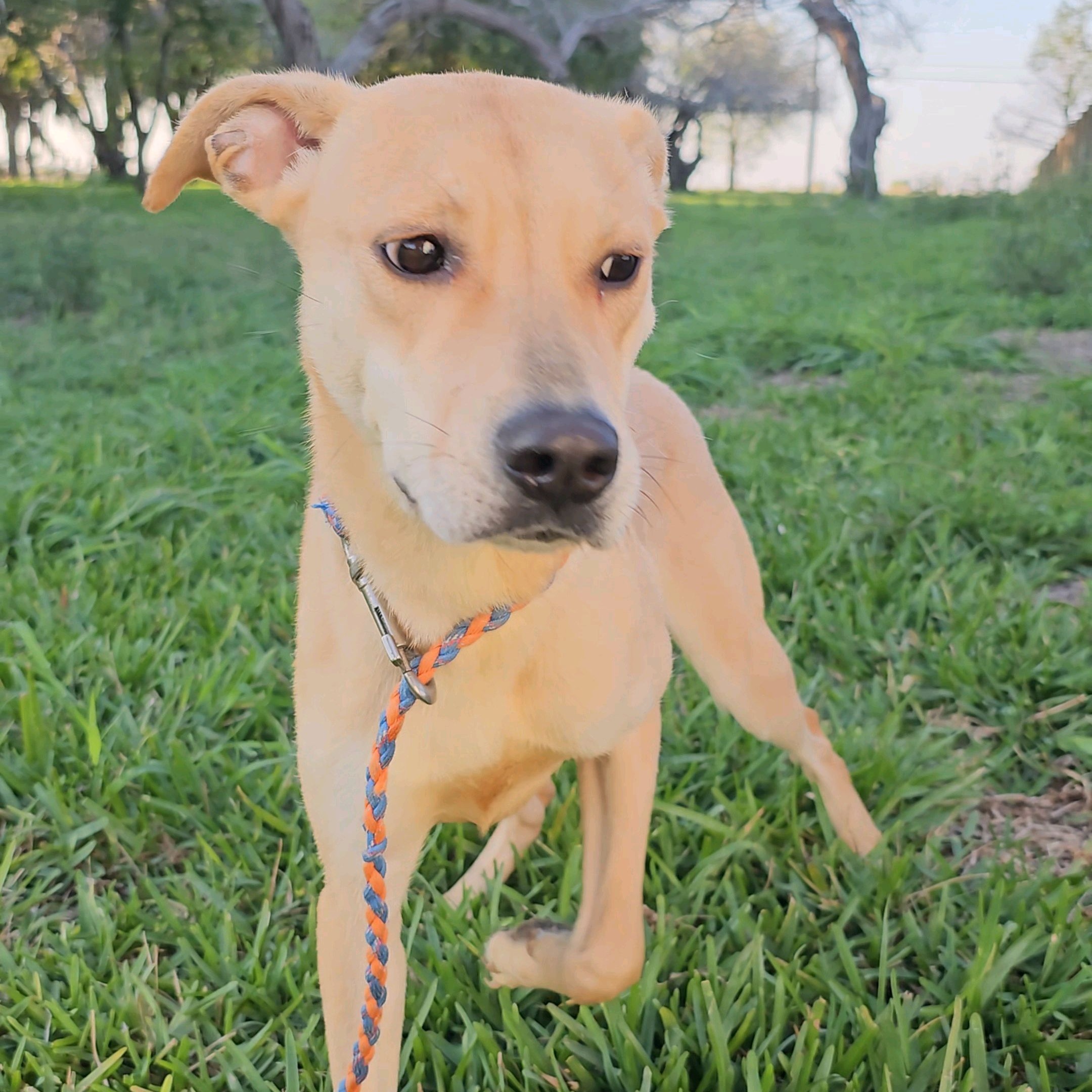 Baby Star, a Adoptable mixed breed in Toms River, NJ image 3/4