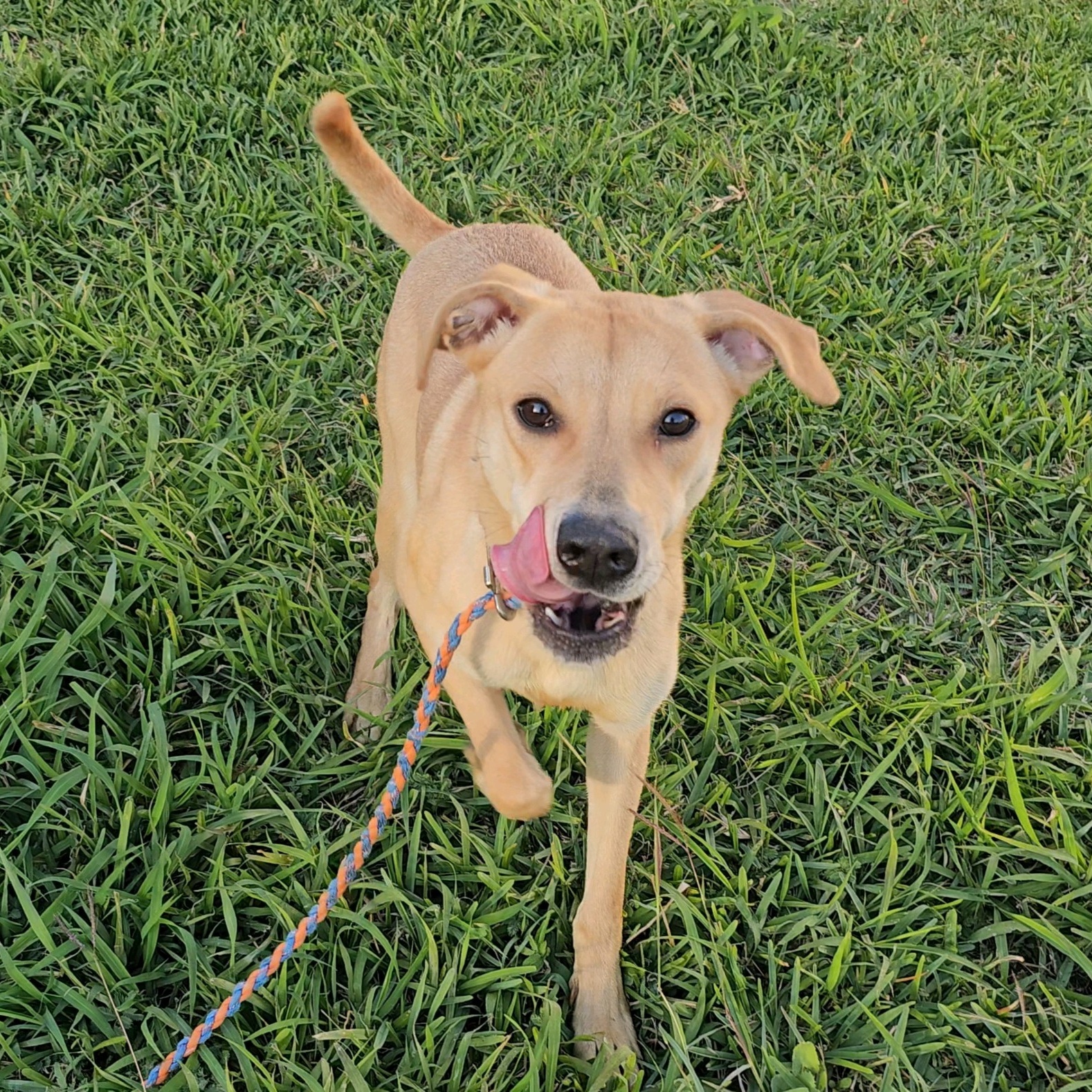 Baby Star, Adoptable, Adult Female Shepherd.