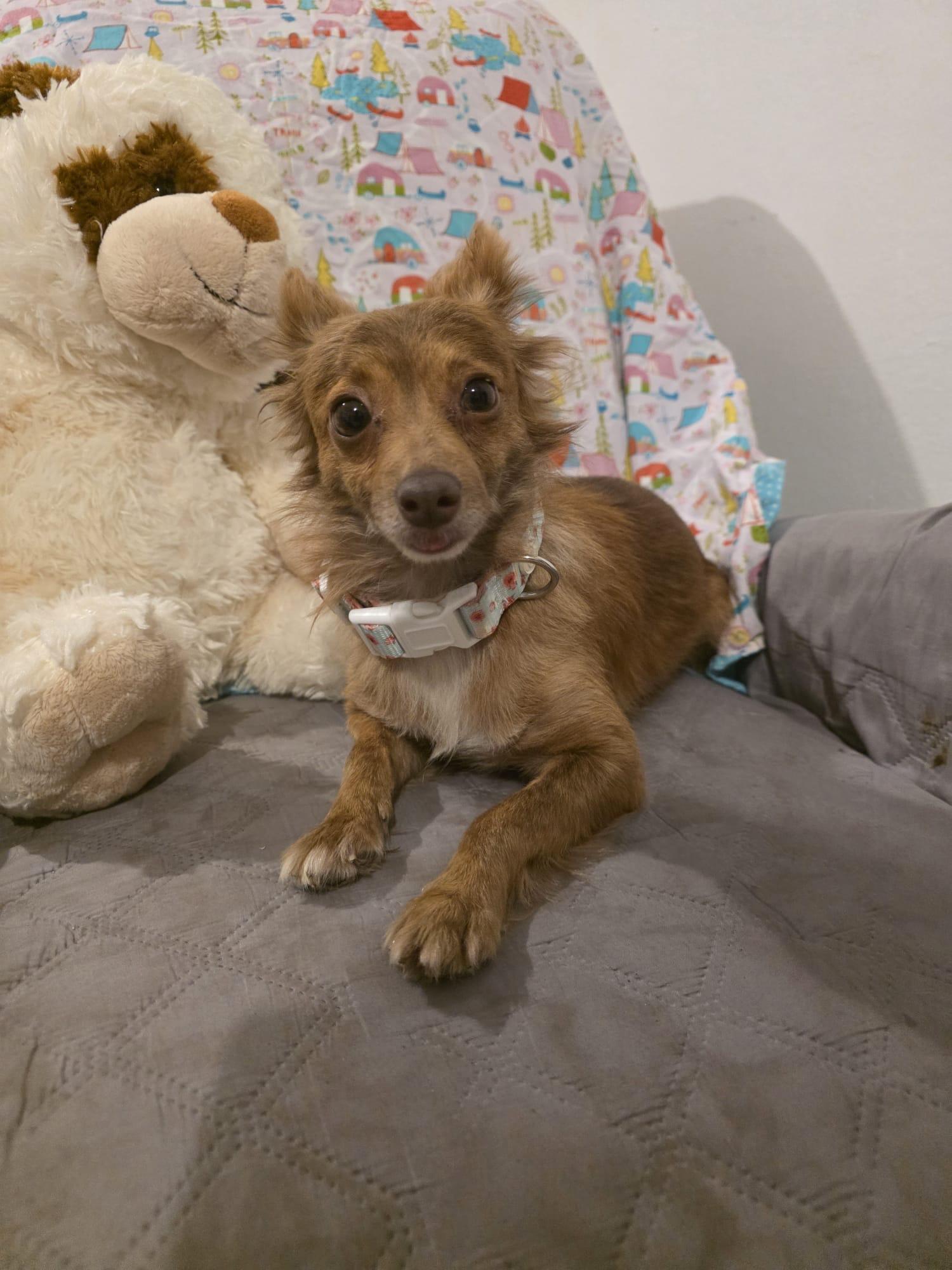 Pamela, a ADOPTABLE mixed breed in Virginia Beach, VA image 1/4