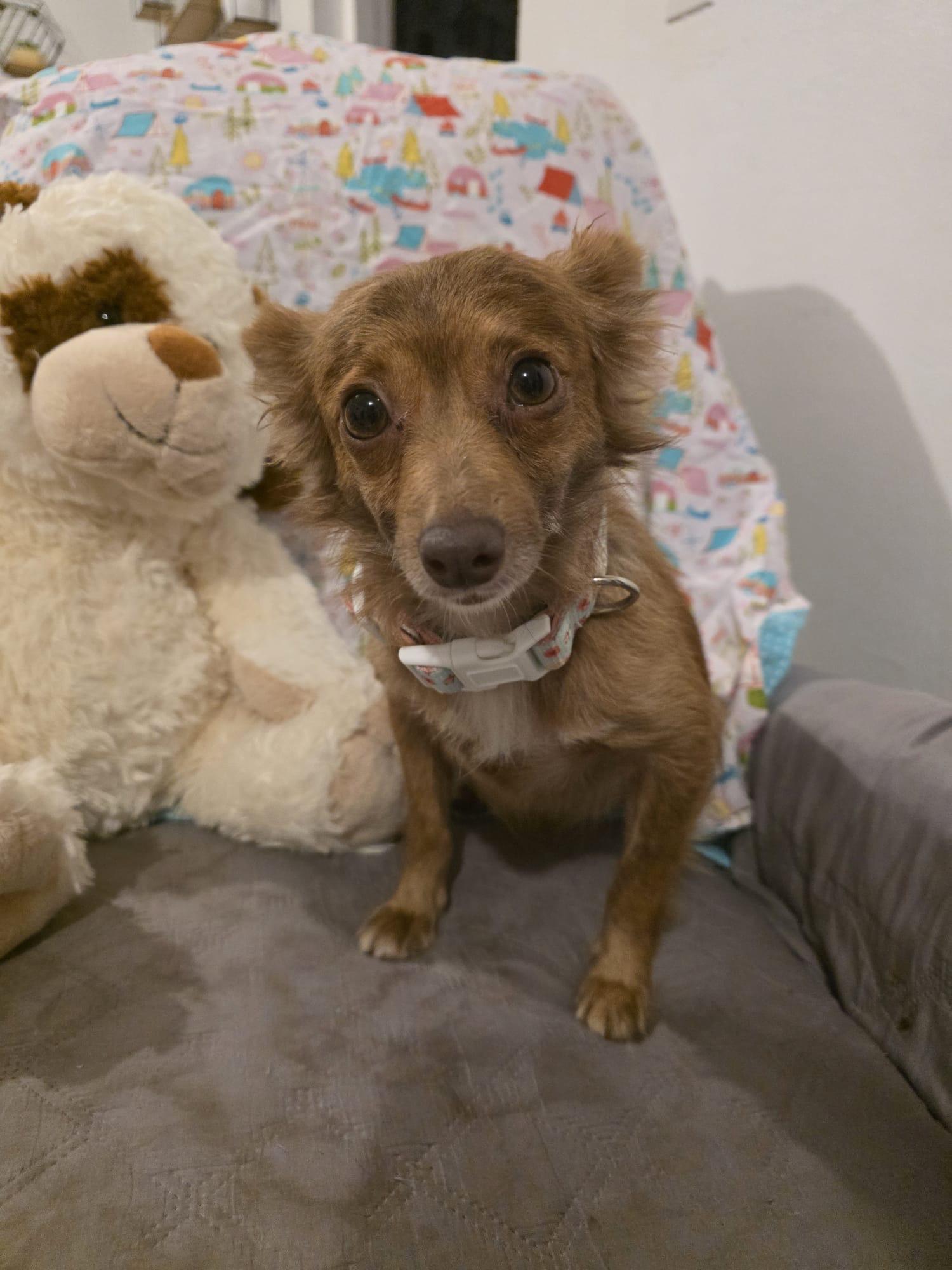 Pamela, a ADOPTABLE mixed breed in Virginia Beach, VA image 3/4