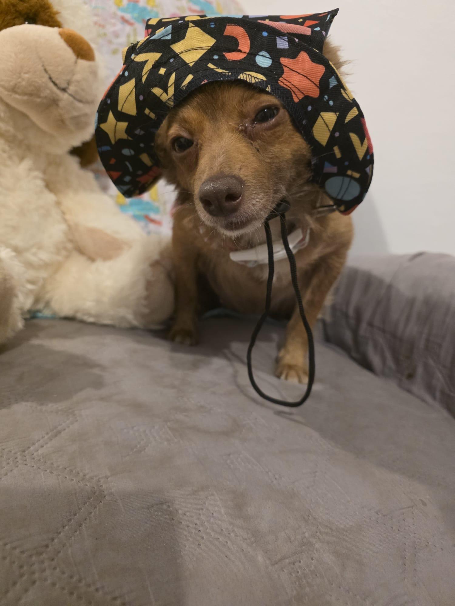Pamela, a ADOPTABLE mixed breed in Virginia Beach, VA image 2/4