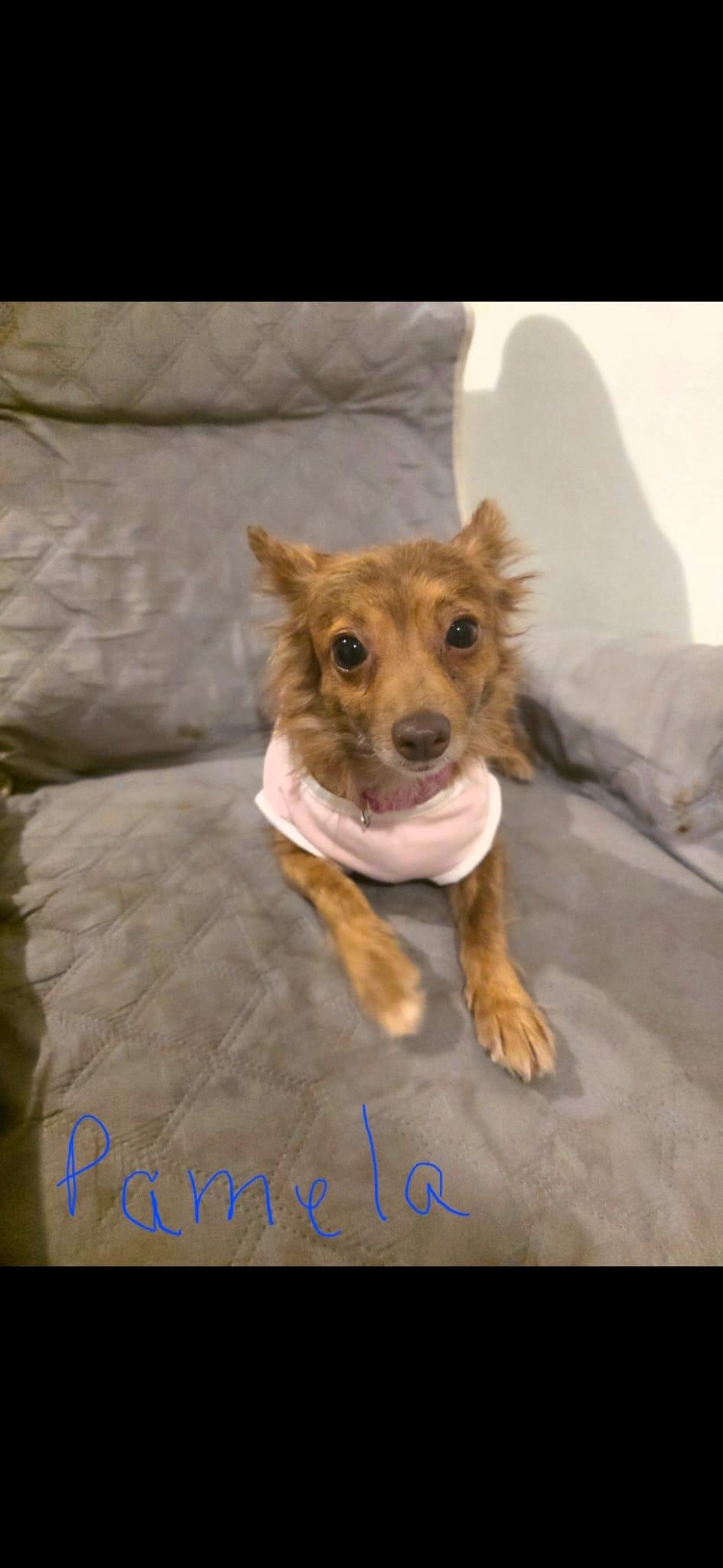 Pamela, a ADOPTABLE mixed breed in Virginia Beach, VA image 4/4