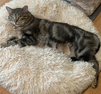 Apollo Bell, ADOPTABLE, Adult Male Domestic Short Hair.