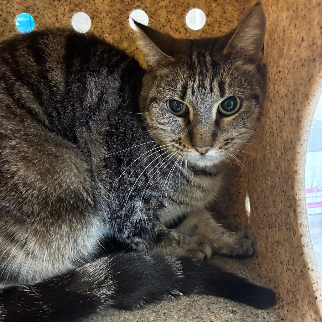 Enlarge Wendy, a Adoptable Domestic Short Hair in San Antonio, TX image 1/6