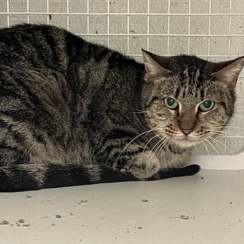Enlarge Wendy, a Adoptable Domestic Short Hair in San Antonio, TX image 2/6